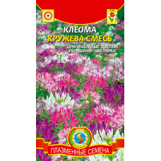 Цветы Клеома Кружева "Плазма"